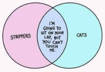 _stripperscats.jpg